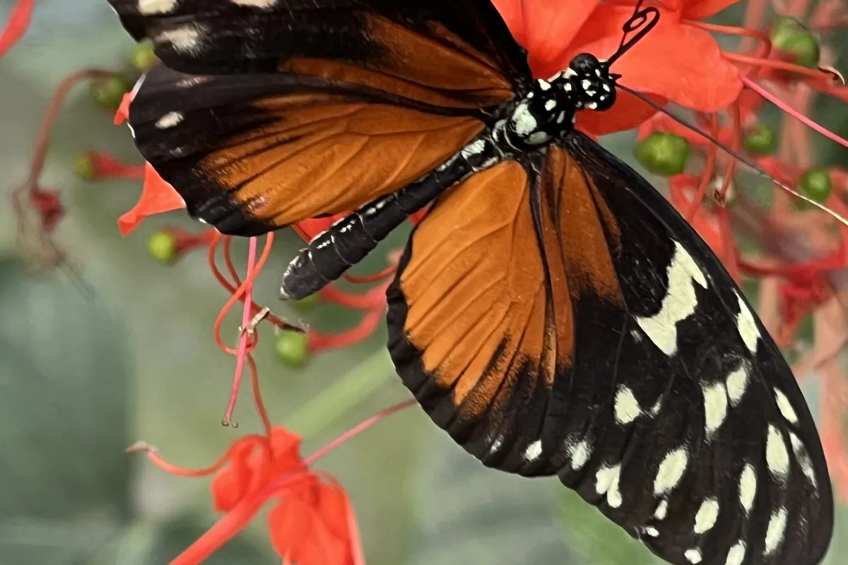 Tropischer Falter auf roten Bl&uuml;ten