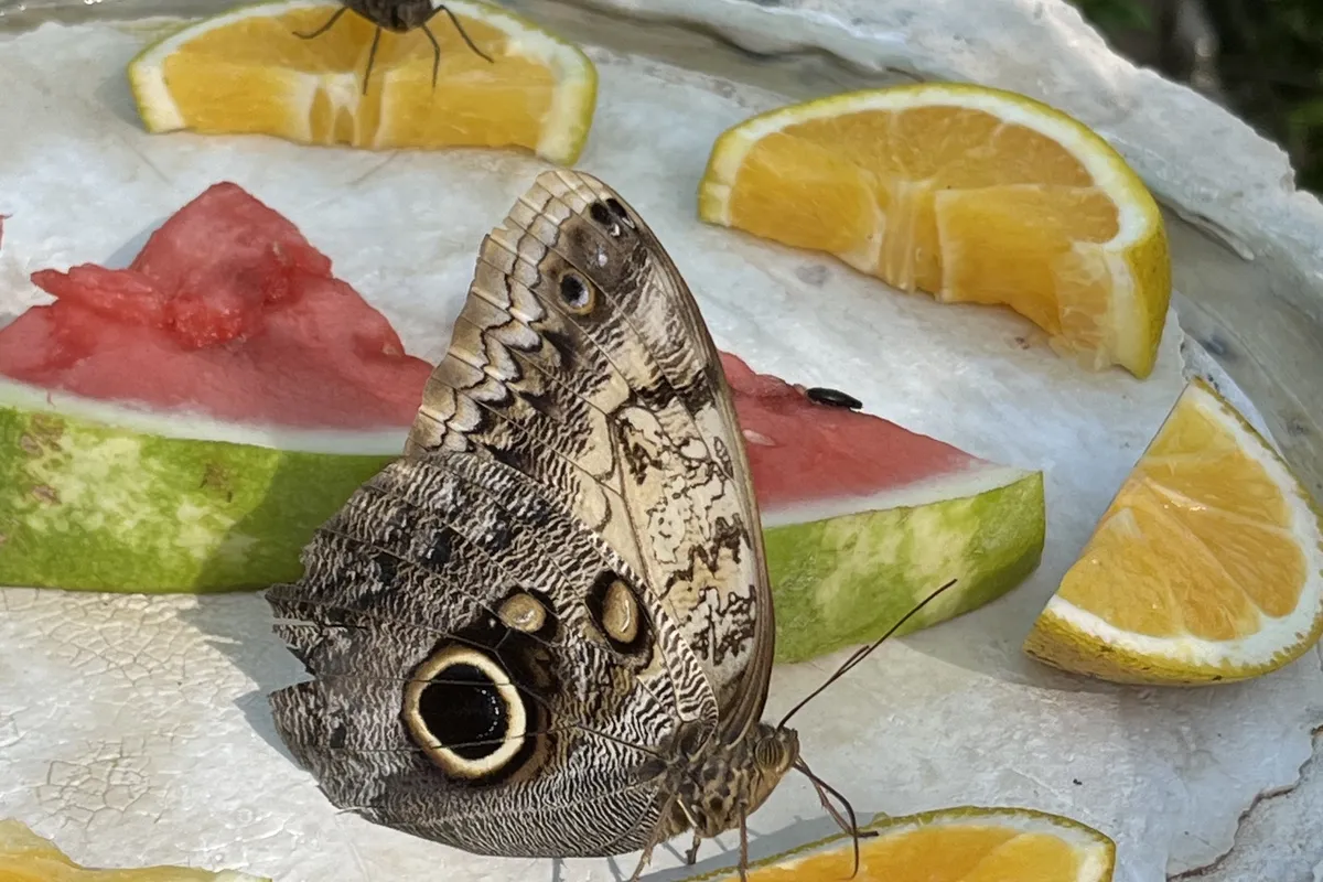 Bananenfalter nascht an Orangen und Melone