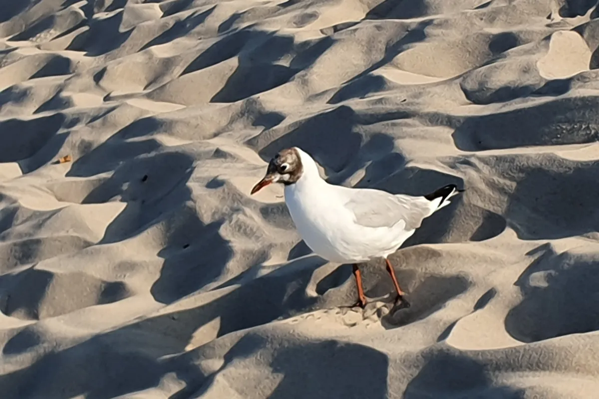 Lachm&ouml;we im Sand