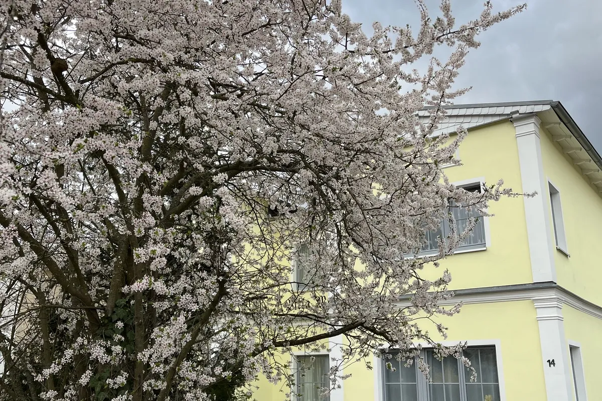 Die Mirabelle in voller Bl&uuml;te
