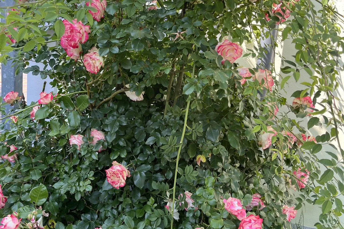 Rosen an der Hauswand