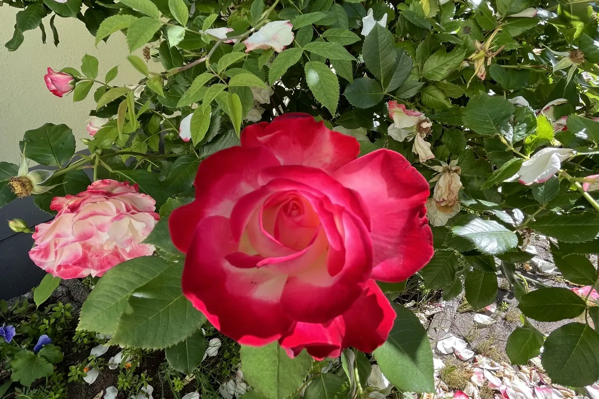 Rosen im Garten